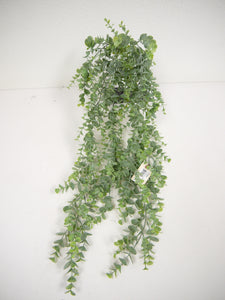 Hanging Eucalyptus Bush