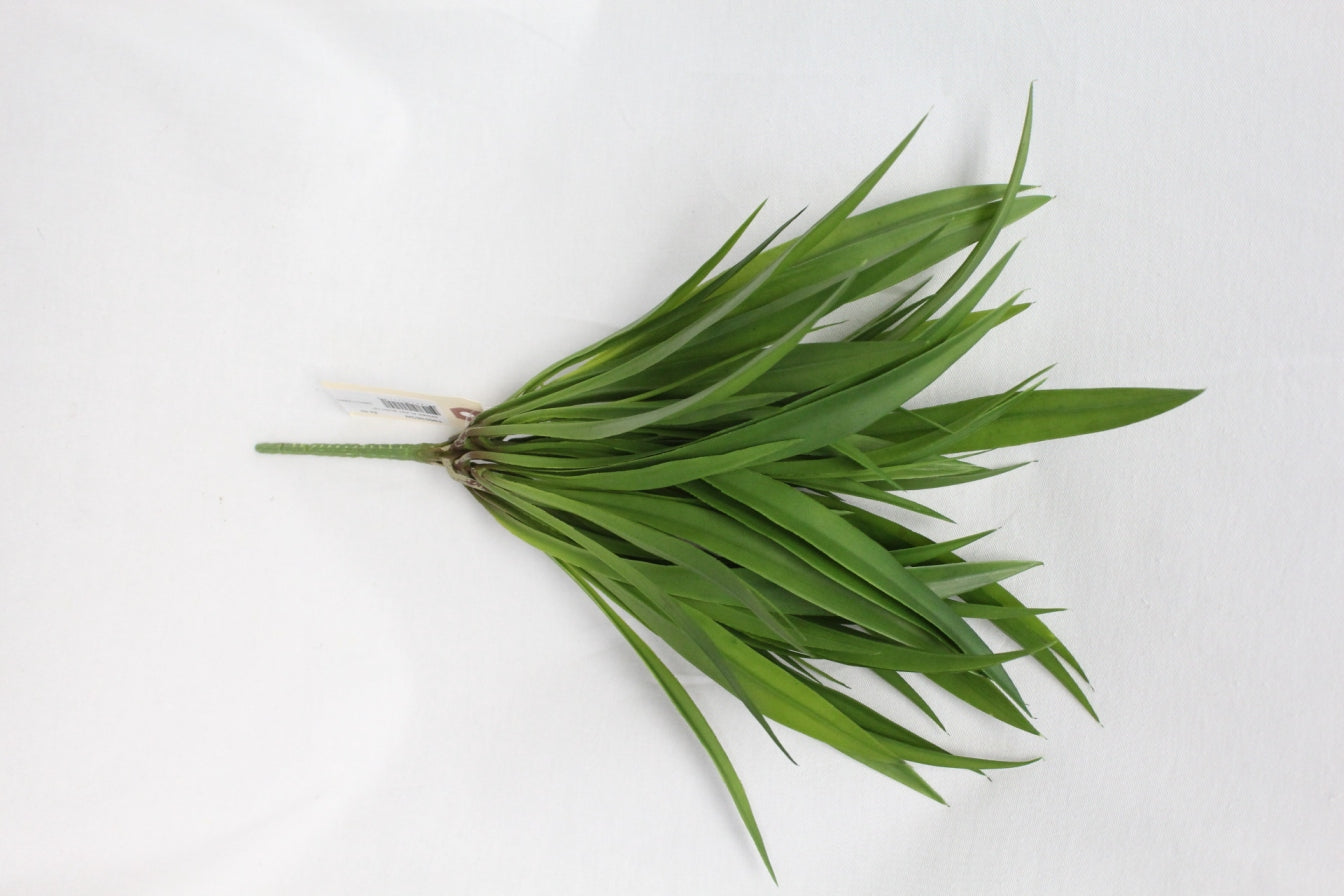 Spider Plant Bush