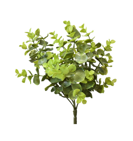 Eucalyptus Bush