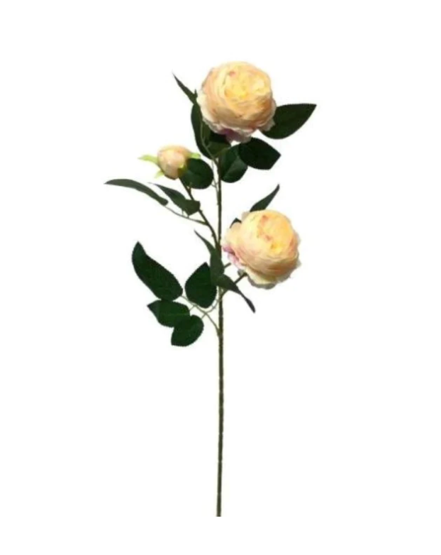 Cabbage Rose Spray